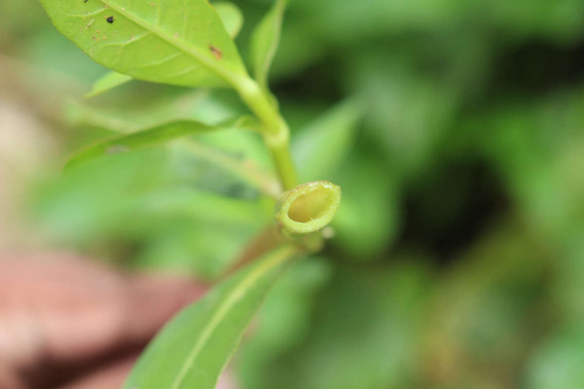 Alternanthera philoxeroides (Mart.) Griseb.